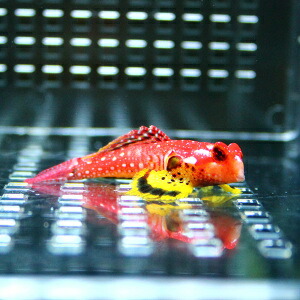 Red tropical fish with white spots resting beside a small yellow-and-black amphibian in a glass aquarium with a reflective surface and LED grid background.