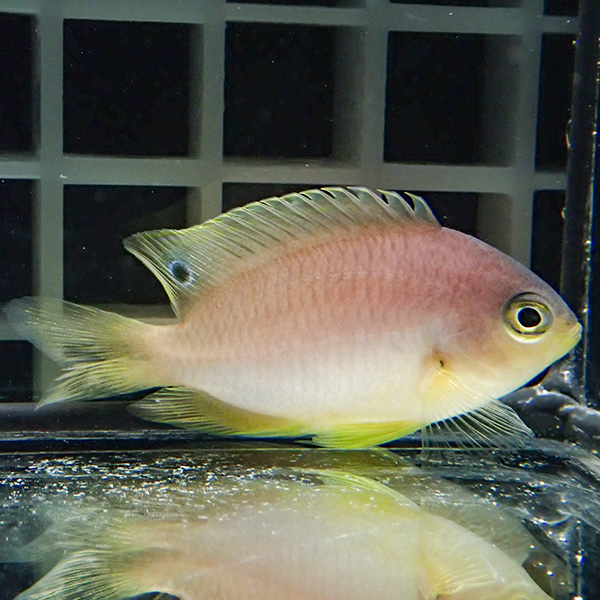 ニセネッタイスズメダイ 3-4cm! 海水魚 スズメダイ 15時までのご注文で当日発送(t117