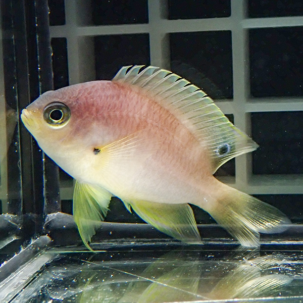 ニセネッタイスズメダイ 3-4cm! 海水魚 スズメダイ 15時までのご注文で当日発送(t117