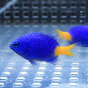 Blue tropical fish with a bright yellow tail swimming in a clear aquarium.