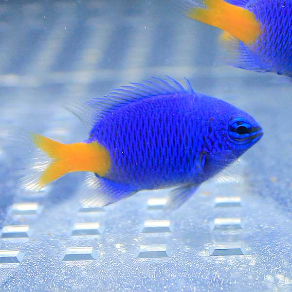 シリキルリスズメ 3-4cm 10匹セット! 海水魚 スズメダイ  15時までのご注文で当日発送(t117