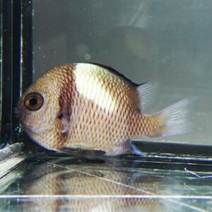 irm-000-20140828-1200 - AQUAGIFT 用品ショップ Side view of a round-bodied freshwater fish with brown and white vertical banding inside a glass aquarium near the wall, with a visible eye and fins behind.