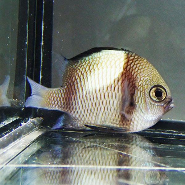フタスジリュウキュウスズメダイ  3-5cm! 海水魚 スズメダイ 15時までのご注文で当日発送(t117