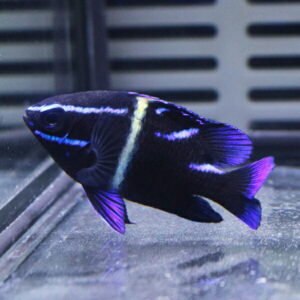 Black tropical fish with purple fins and white-blue stripes swimming in an aquarium behind glass window.