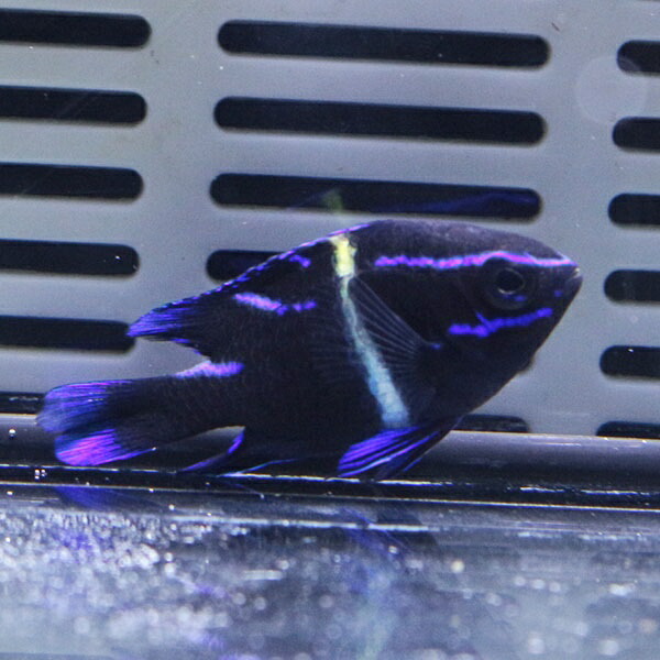ネオンダムゼル 3-4cm± ! 海水魚 スズメダイ 餌付け 15時までのご注文で当日発送(t117