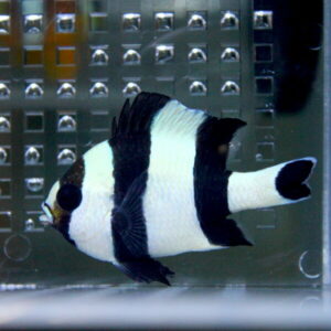 Small black-and-white striped tropical fish swimming in a glass aquarium tank.