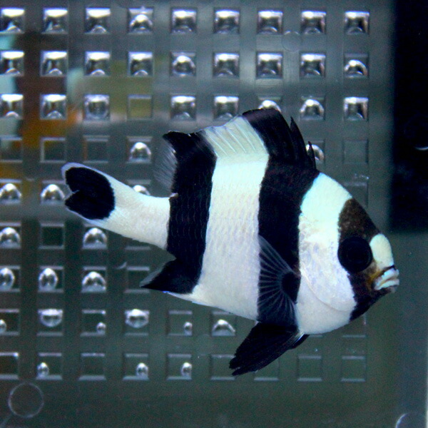 ヨスジリュウキュウスズメダイ 3-4cm±! 海水魚 スズメダイ 餌付けみ  15時までのご注文で当日発送(t117