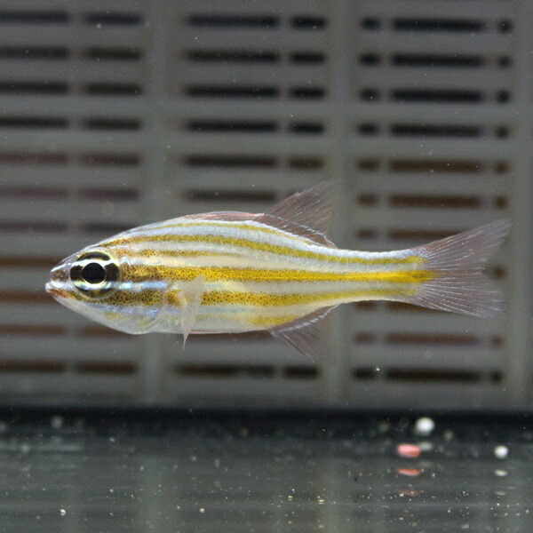 キンセンイシモチ【1匹】! 海水魚 テンジクダイ 15時までのご注文で当日発送(t116
