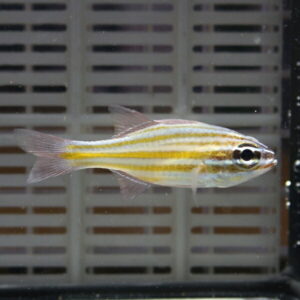 Zebra danio fish swimming in an aquarium, showing yellow and dark horizontal stripes along its body.