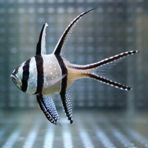 Angelfish with black vertical stripes and long fins swimming in a glass aquarium.