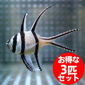 Striped angelfish swimming in a tank; red circular badge advertises a 3-fish set in Japanese.