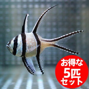 Angelfish with bold black and white stripes swimming in an aquarium; red sticker says '5-piece set' in Japanese.