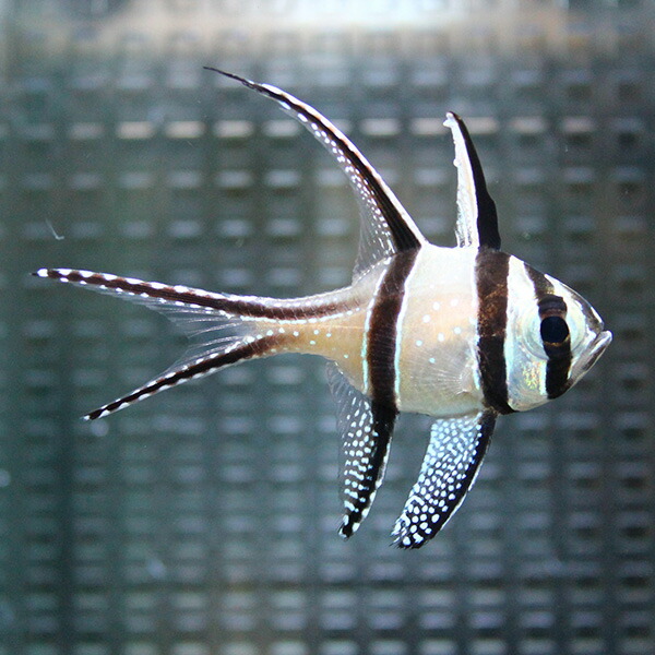 プテラポゴン カウデルニー 4-6cm【5匹】! 海水魚 テンジクダイ 15時までのご注文で当日発送(t116