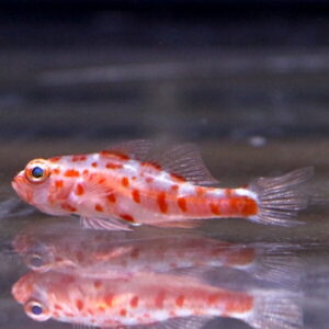 Small orange-and-white fish with red spots swimming left to right; its reflection is visible on the water surface.
