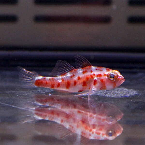 レッドスポットドワーフゴビー 1cm± ! 海水魚 テンジクダイ 15時までのご注文で当日発送(t121