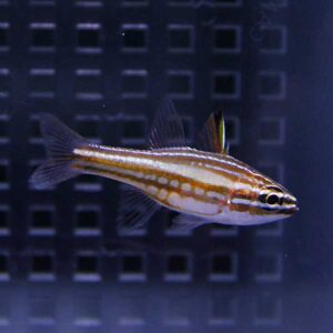 Small tropical freshwater fish with orange-brown horizontal stripes swimming in an aquarium with a dark, grid-patterned background.