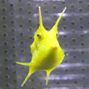 Close-up of a bright yellow horned fish facing the camera in an aquarium backdrop, with two long horn-like fins protruding from its head.