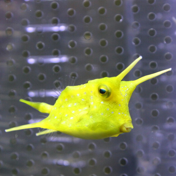 コンゴウフグ 8-10cm±! 海水魚 フグ 15時までのご注文で当日発送(t123