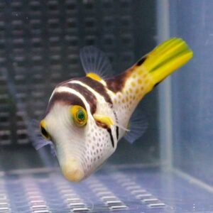 Colorful tropical fish with brown stripes and a bright yellow tail swimming toward the camera in a glass aquarium.