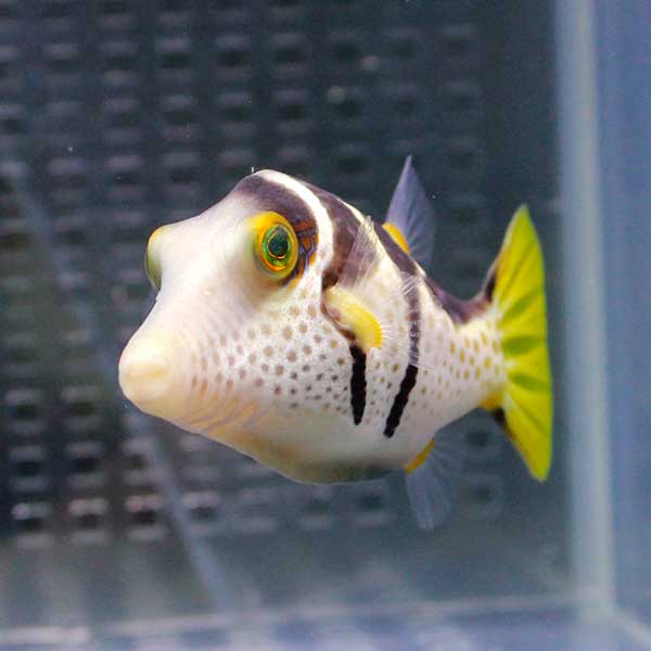 シマキンチャクフグ 4-6cm【1匹】! 海水魚 フグ