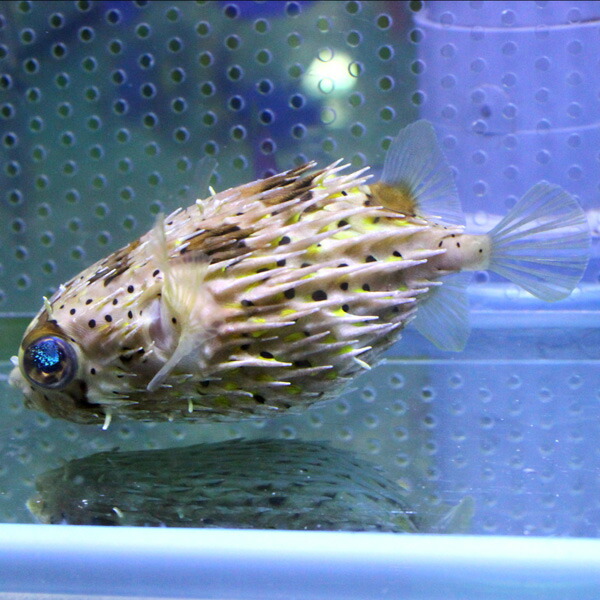 ハリセンボン 8-10cm± !海水魚 フグ  15時までのご注文で当日発送(t123