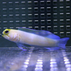Small pale tropical fish with blue dorsal and tail fins swimming along the bottom of an aquarium against a dark grid-pattern back panel.