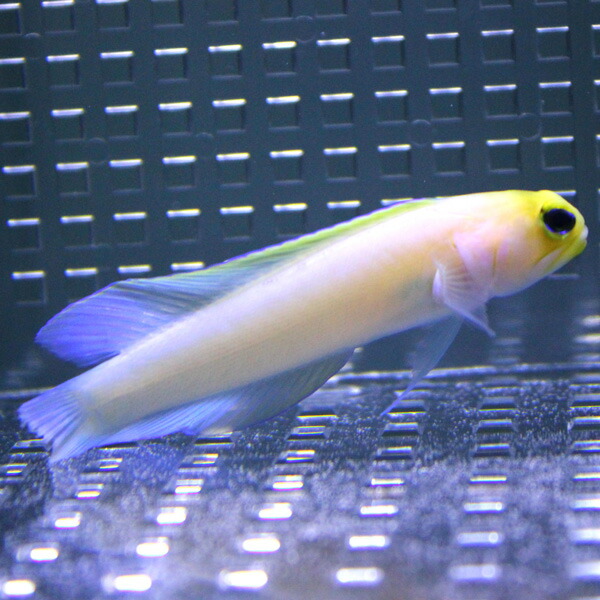イエローヘッドジョーフィッシュ （パーリー）5-8cm± ! 海水魚 ハゼ 15時までのご注文で当日発送(t121
