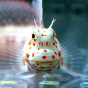 Close-up of a white pufferfish with orange-red spots, facing the camera underwater.