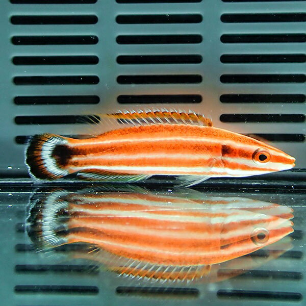 ペパーミントラス 5-7cm!　海水魚 ベラ15時までのご注文で当日発送(t122