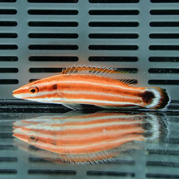 ペパーミントラス 5-7cm!　海水魚 ベラ15時までのご注文で当日発送(t122