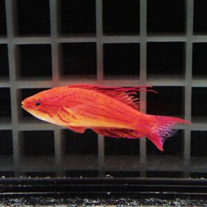 Bright orange aquarium fish swimming left in front of a dark grid background.