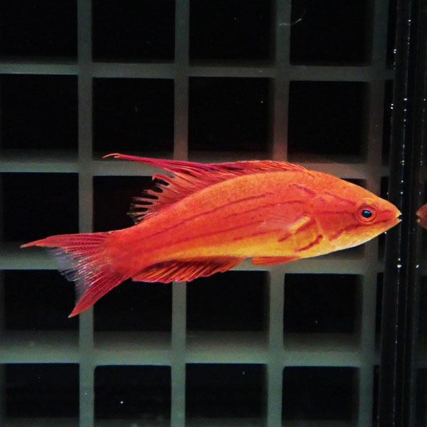 フィラメントフラッシャーラス 5-7cm± !海水魚 ベラ 15時までのご注文で当日発送(t122