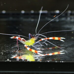 Yellow shrimp with long antennae and a red-and-white striped tail on a dark reflective surface.