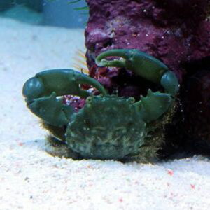 irm-000-20140829-1130 - AQUAGIFT 用品ショップ Green crab with large claws on a sandy ocean floor beside a purple rock in an aquarium setting.