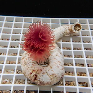 Pink sea anemone attached to a curved white coral fragment resting on a plastic grid.