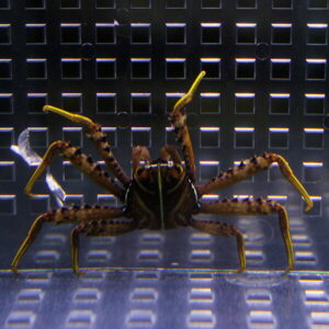 irm-000-20140829-1220 - AQUAGIFT 用品ショップ Front-facing brown crab with long yellow-tipped legs inside a clear container against a black grid background.