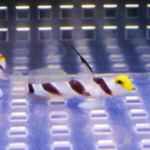 Small striped fish with a yellow head and white body with brown bands swimming in a clear aquarium with a grid-patterned background.