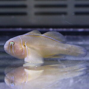 Pale tan fish with white vertical stripes and a green eye swimming in a glass aquarium.