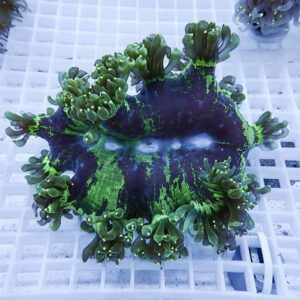 Close-up of a disc-shaped coral with neon green radial tentacles on a dark purple center, resting on a white grid in an aquarium.