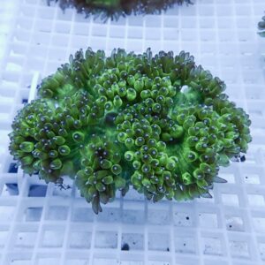 Green coral frag with many button-like polyps resting on a white grid in an aquarium setting.