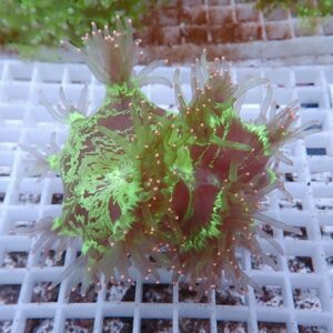 Colorful coral frag (Ricordea) with neon green ridges and pink-tipped tentacles, resting on a white grid rack in an aquarium.