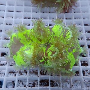Neon green coral fragment (zoanthid) with frilly tentacles on a plug resting on a white grid rack in an aquarium craft setup