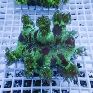 Green coral frag with several leafy polyps extending from a central brain-like base on a white grid rack.