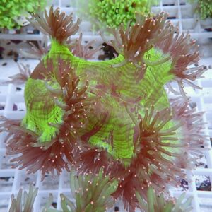 Neon green coral with pink, finger-like polyps radiating from a central disc on a white grid surface.