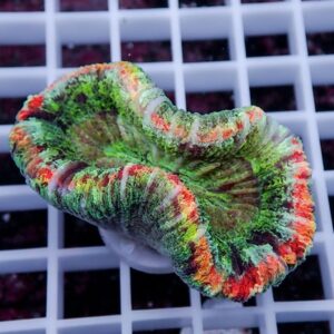 Vibrant multicolored coral with green, red, and orange frilled edges resting on a white grid surface.
