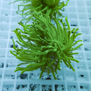 irm-010-0926-1411741126 - AQUAGIFT 用品ショップ Bright green sea anemone-like coral fragment with long slender tentacles attached to a white frag rack.