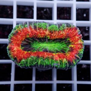 Close-up of a neon green, orange, and red coral frag on a white grid background.