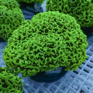 Close-up of bright green brain coral polyps with ruffled ridges on a coral rack in an aquarium setting.