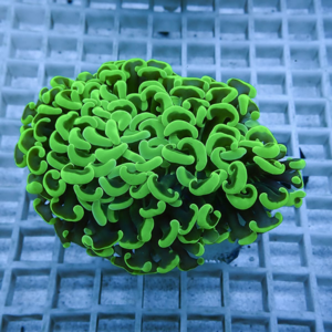irm-010-0926-1411742195 - AQUAGIFT 用品ショップ Bright green coral fragment with many curling polyps on a light grid background