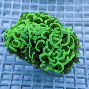 irm-010-0926-1411742326 - AQUAGIFT 用品ショップ Neon green brain coral with wavy ridges resting on a square-tiled aquarium surface.